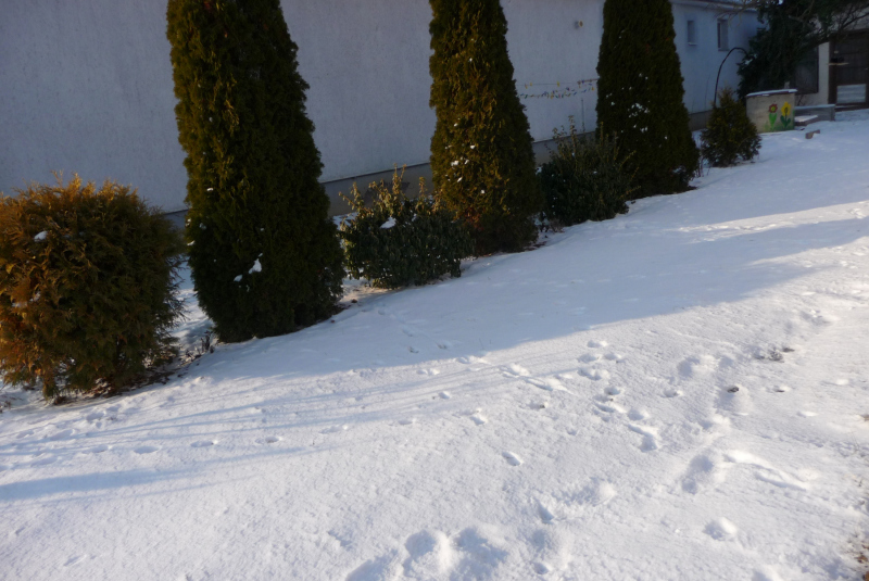 Prišla zima - Megjött a tél -  január 2019